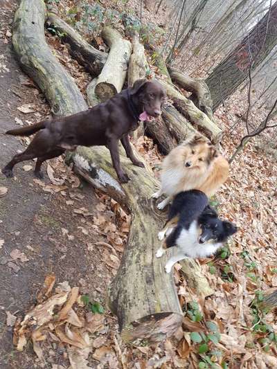 Hundetreffen-Spaziergang oder Training-Bild