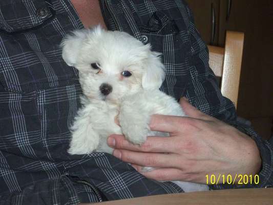 Welpen Bilder !-Beitrag-Bild