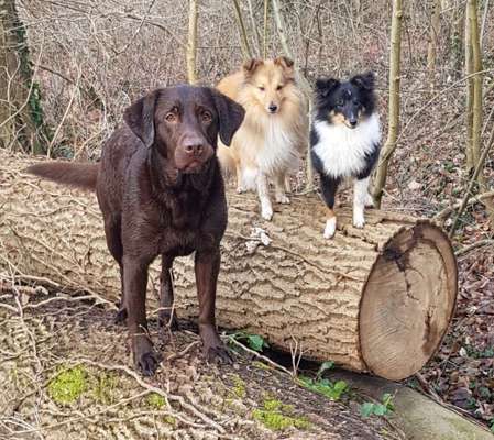 Hundetreffen-Spazieren in Bad Dürkheim-Bild