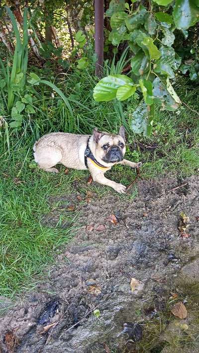 Hundetreffen-Treffen Kamp lintfort oder Umgebung-Bild