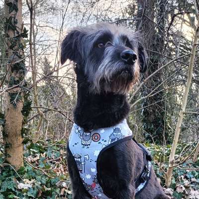 Hundetreffen-Lern- und Spielkumpel gesucht.-Bild