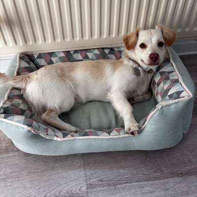 Hundetreffen-Spaziergänge evtl auch mal spielen-Bild