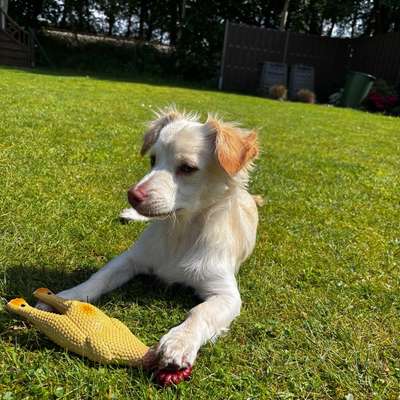 Hundetreffen-Spaziergänge evtl auch mal spielen-Bild