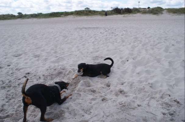 Urlaub Ost/Nordsee am Naturstrand-Beitrag-Bild