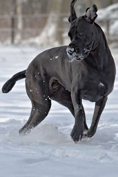 Dogorama Photo Challenge - Es wird nochmal kalt!-Beitrag-Bild