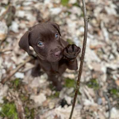 Hundetreffen-Spielen im Steinbergpark