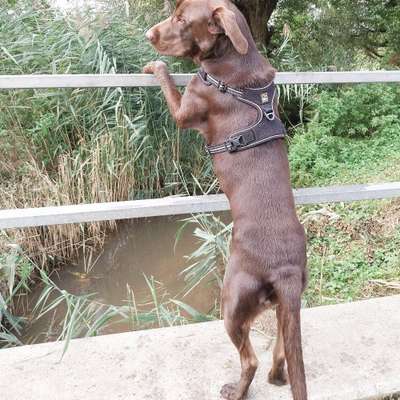 Hundetreffen-Spiel und Training hunde Freunde gesucht-Bild