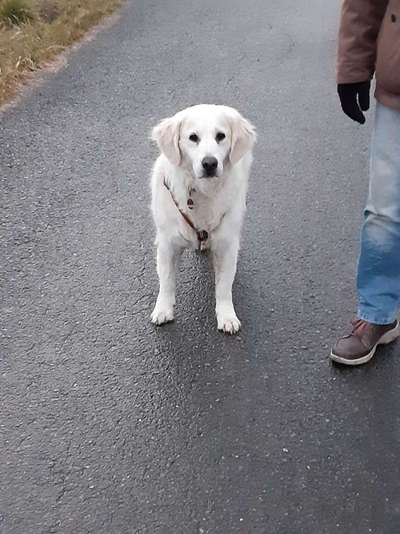 Wo sind die Golden Retriever Liebhaber?-Beitrag-Bild