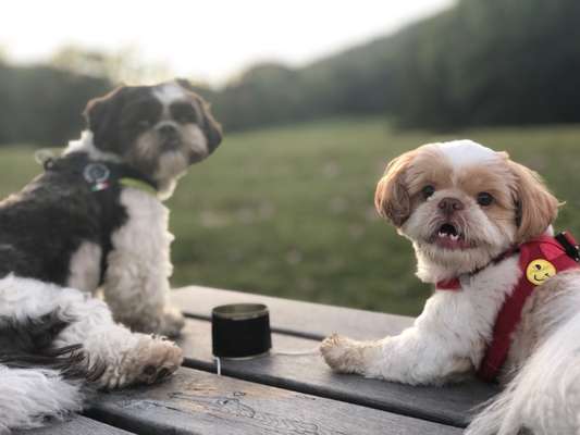 Hundeauslaufgebiet-Tiefauwiese-Bild