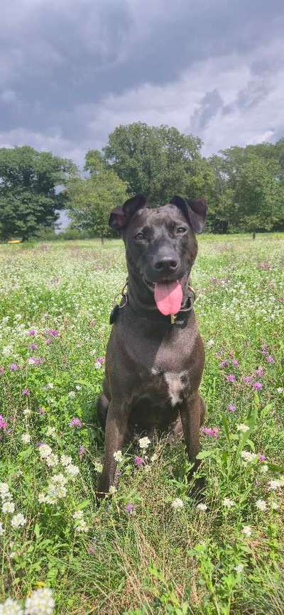 Hundetreffen-Hunderunde - Spielkumpel gesucht-Bild