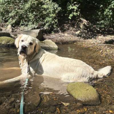 Hundetreffen-Goldi sucht Spielpartner/in-Bild