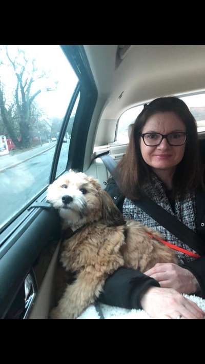 Havaneser dabei?:)-Beitrag-Bild