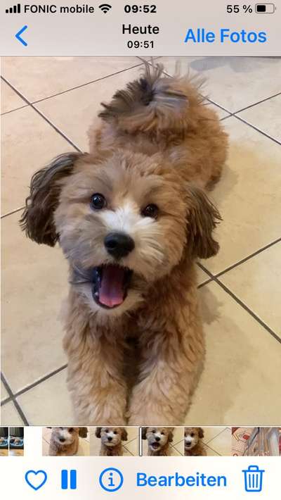 Havaneser dabei?:)-Beitrag-Bild