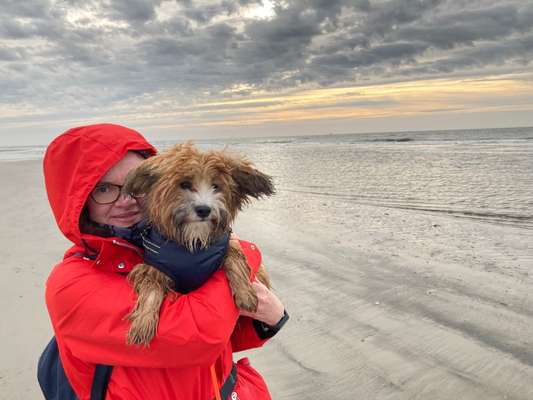 Havaneser dabei?:)-Beitrag-Bild