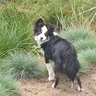 Aussies-Beitrag-Bild