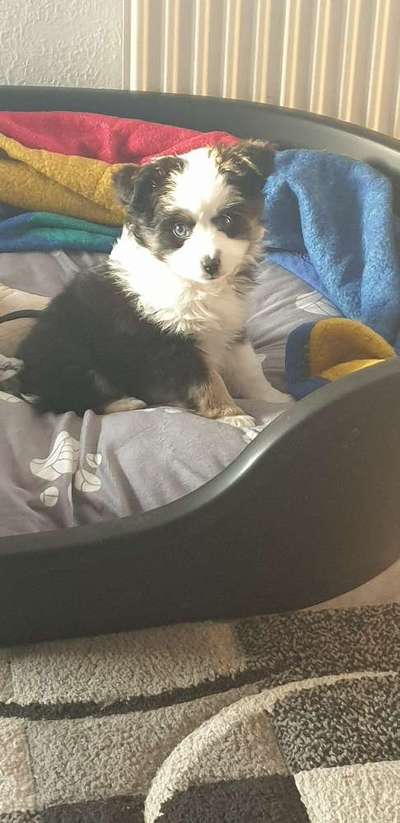 Aussies-Beitrag-Bild