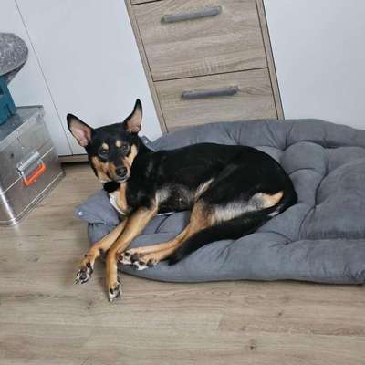 Hundetreffen-Gemeinsame Gassirunden, gerne auch Spieltreffen 🐕☺️-Bild