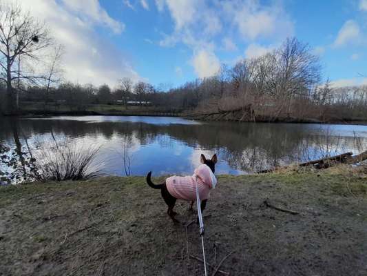 Wald Bild-Beitrag-Bild