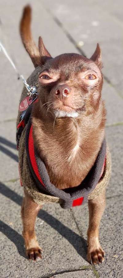 Zeigt mir die tollste Nahaufnahme von eurer Fellnase-Beitrag-Bild