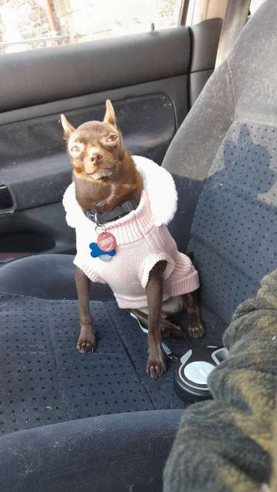 FOTOCHALLENGE 70 - Dein Hund im Auto-Beitrag-Bild