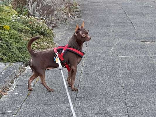 Mischlingshunde Foto Aufruf-Beitrag-Bild