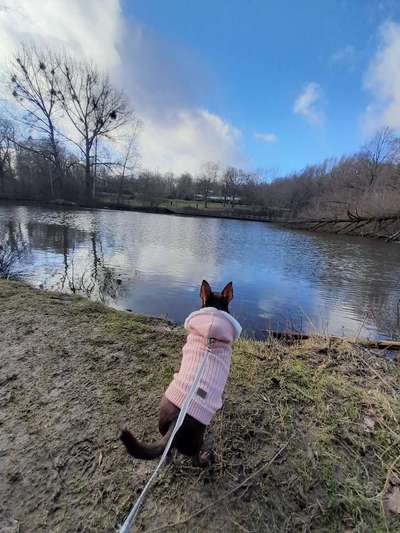 Die wunderschöne Welt mit Hund.-Beitrag-Bild