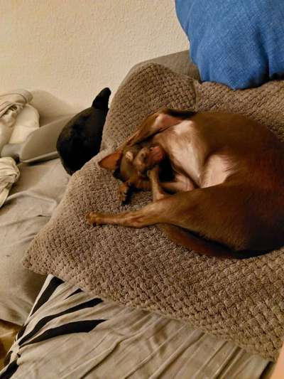 Dogorama Photo Challenge - Einmal lächeln bitte-Beitrag-Bild