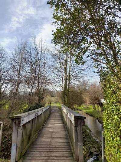 Die wunderschöne Welt mit Hund.-Beitrag-Bild