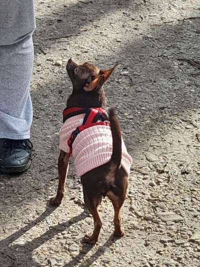 Hunde Begegnungen-Beitrag-Bild