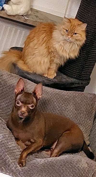 Dogorama Photo Challenge - Die besten Hundebuddys-Beitrag-Bild