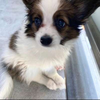 Die Dogorama Wochen Challenge "Friends will be Friends"-Beitrag-Bild