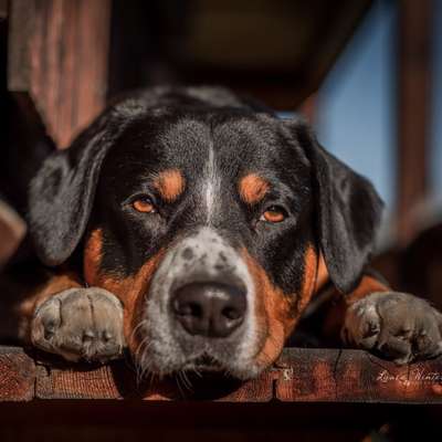 Tierfotografen-Laura W Fotografie-Bild