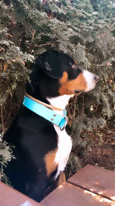 Entlebucher Sennenhund-Beitrag-Bild