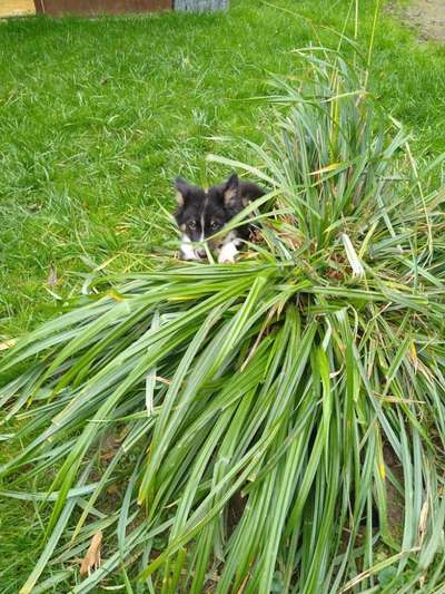 CHALLENGE NR. 19 - Der Hundeblick-Beitrag-Bild