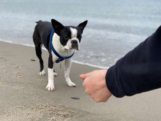 Boston Terrier Liebhaber❤️-Beitrag-Bild