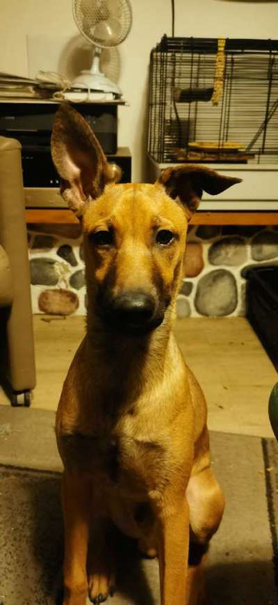 Hundetreffen-Training, toben und spielen-Bild