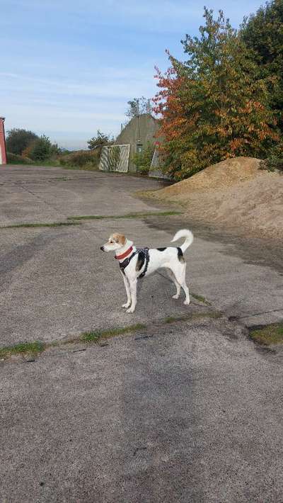 Russische Jagdhunde (Bracke) oder andere-Beitrag-Bild