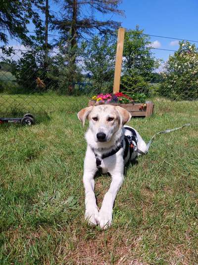 Auslandstierschutz-Beitrag-Bild