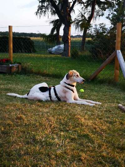 Russische Jagdhunde (Bracke) oder andere-Beitrag-Bild