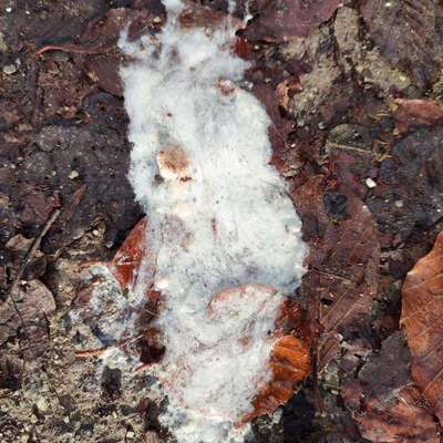 Giftköder-Evtl Gift !!! Karte ist falsch eingefügt-Bild