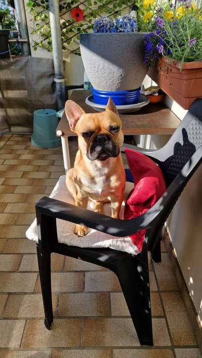 Französische Bulldoggen-Beitrag-Bild