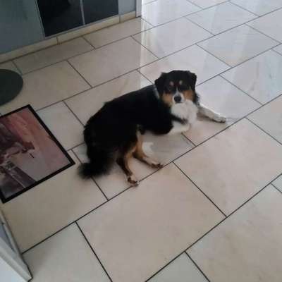 Hundetreffen-Social walk / Sozialisierung Spaziergang-Bild