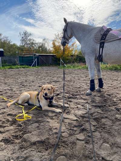 Hundetreffen-Treffen zum Spielen und lernen-Bild