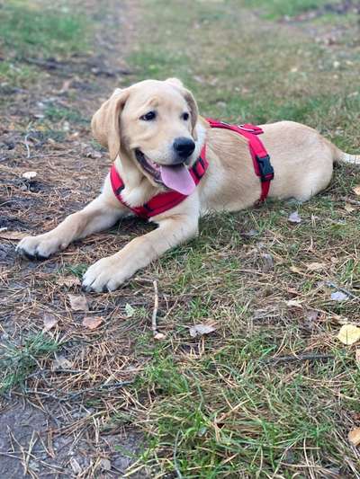 Welpen Bilder !-Beitrag-Bild