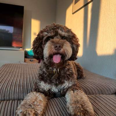 Hundetreffen-Spielkamerad gesucht-Bild