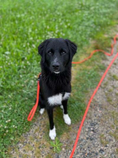 Hundetreffen-Spiel- und/oder Spaziergehdate 🐾-Bild