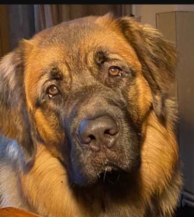 Dogorama Photo Challenge - Hundeblick zum hinschmelzen-Beitrag-Bild