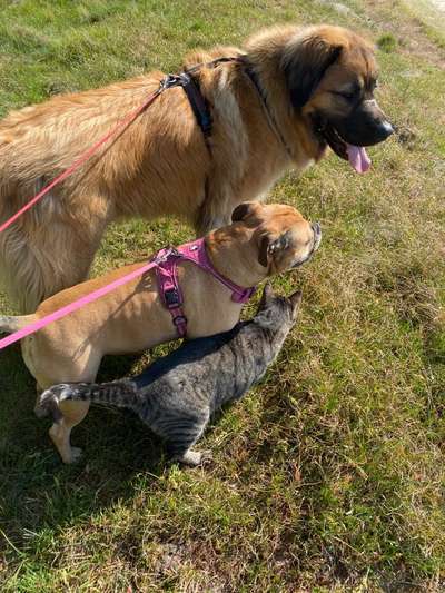 Dogorama Photo Challenge - Gegensätze-Beitrag-Bild