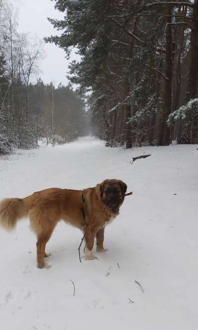 Die Dogorama Kalender Challenge Teil 2/4-Beitrag-Bild