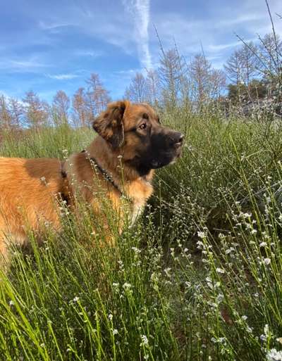 Die Dogorama Monats Challenge "Es grünt und blüht"-Beitrag-Bild